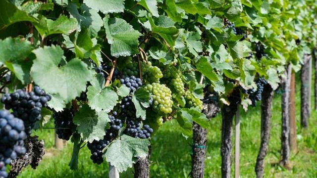 Antica Cascina B&B Borghetto Lodigiano 외부 사진